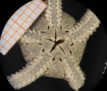 Media type: image; Invertebrate Zoology OPH-6157